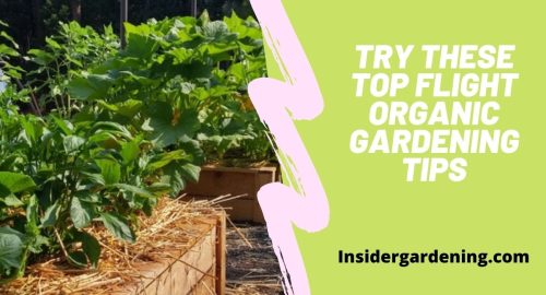 Try These Top Flight Organic Gardening Tips