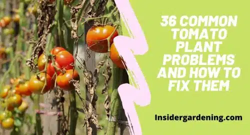36 COMMON TOMATO PLANT PROBLEMS AND HOW TO FIX THEM