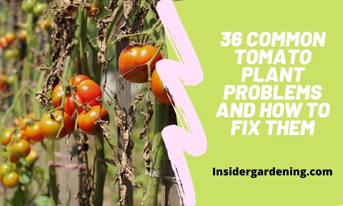 36 COMMON TOMATO PLANT PROBLEMS AND HOW TO FIX THEM