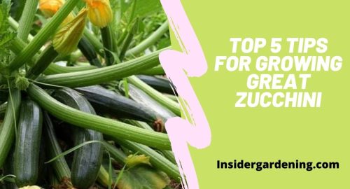 5 Tips for Growing Great Zucchini
