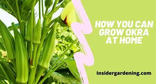 How You Can Grow Okra at Home