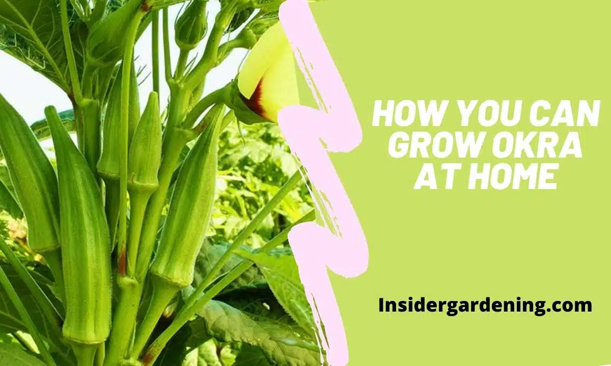 How You Can Grow Okra at Home
