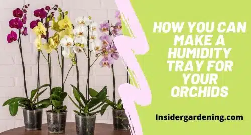 How You Can Make a Humidity Tray for Your Orchids