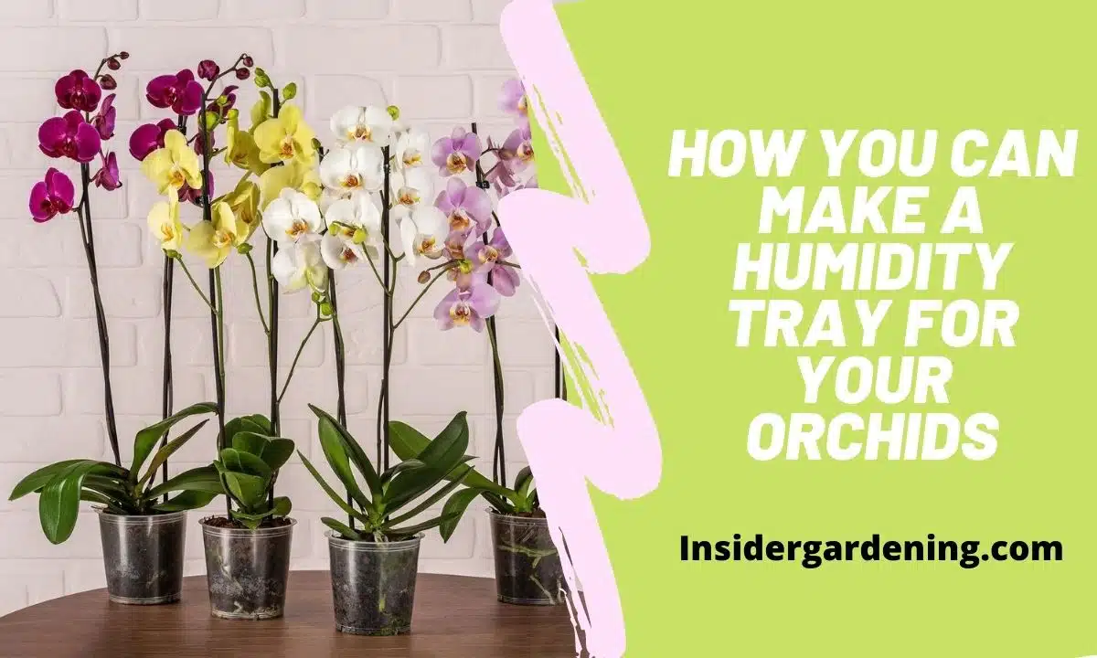How You Can Make a Humidity Tray for Your Orchids