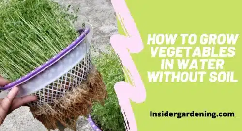 How to Grow Vegetables in Water Without Soil
