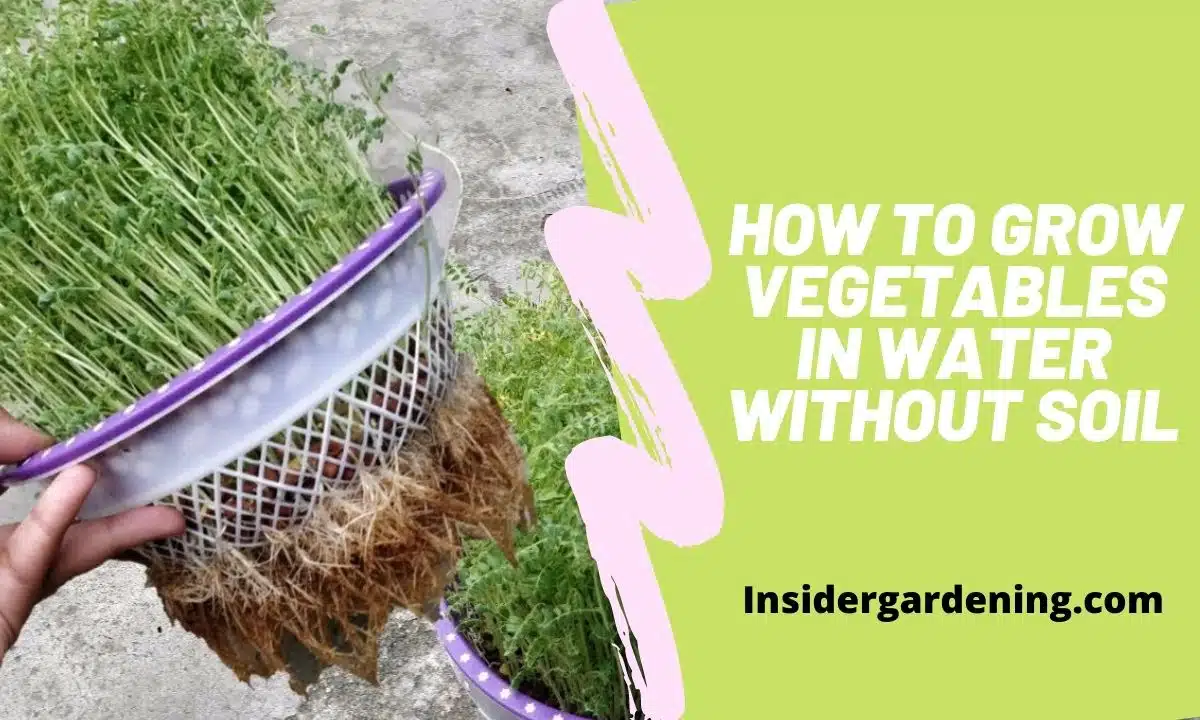 How to Grow Vegetables in Water Without Soil