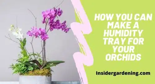Orchid Potting Material – Get the Right Mix