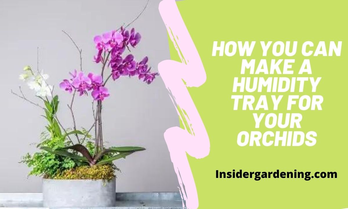 Orchid Potting Material – Get the Right Mix