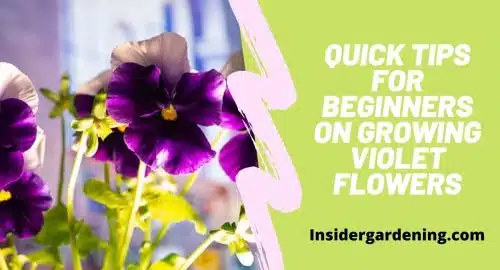 Quick Tips for Beginners on Growing Violet Flowers