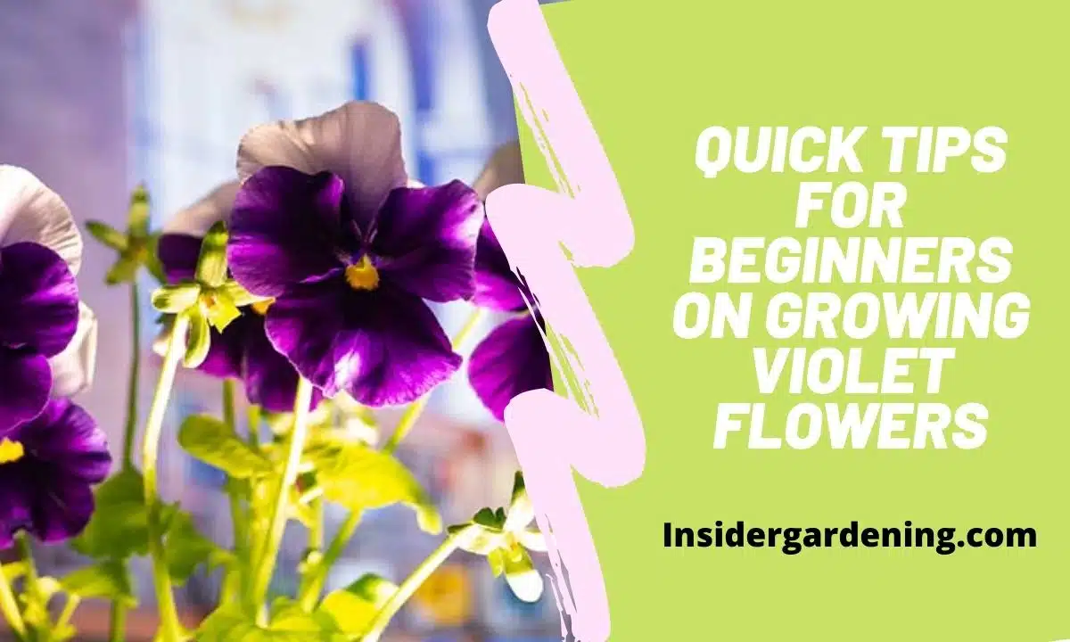 Quick Tips for Beginners on Growing Violet Flowers
