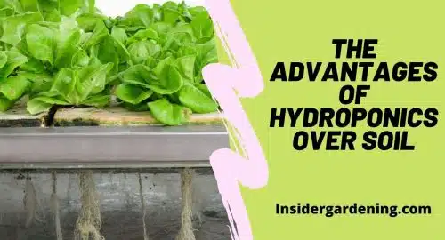 The Advantages of Hydroponics Over Soil