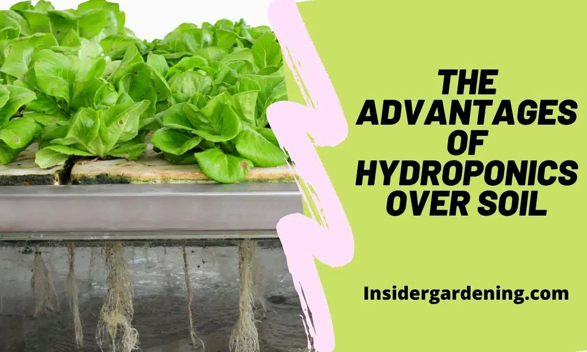 The Advantages of Hydroponics Over Soil