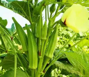 This is How to Start Growing Okra