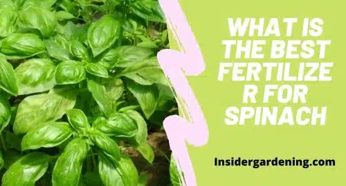 What is The Best Fertilizer for Spinach