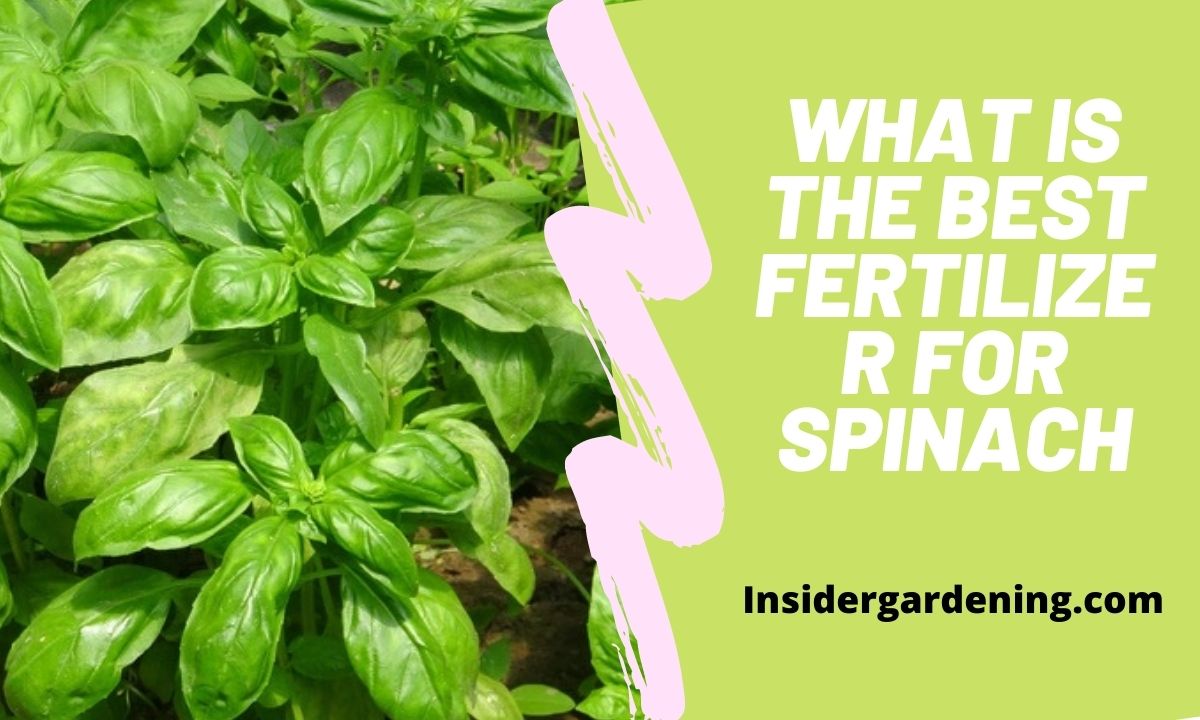 What is The Best Fertilizer for Spinach