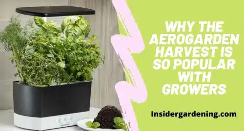 Why The AeroGarden Harvest is So Popular With Growers