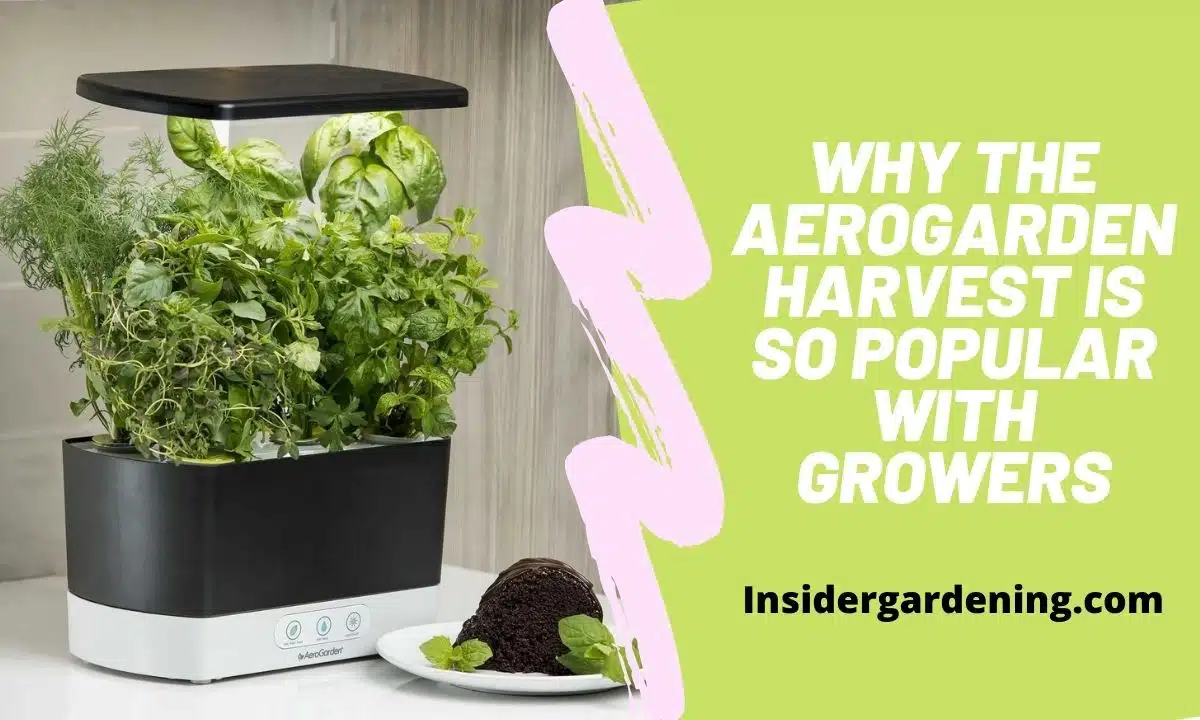 Why The AeroGarden Harvest is So Popular With Growers
