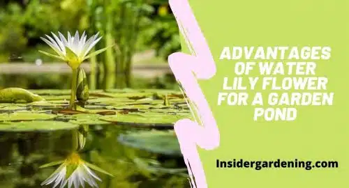 Advantages of Water Lily Flower for a Garden Pond