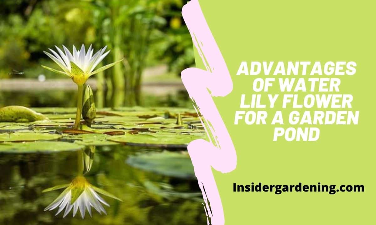 Advantages of Water Lily Flower for a Garden Pond