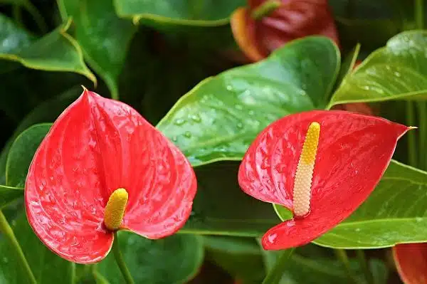 Anthurium Flower