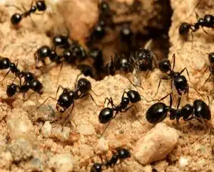 Ants