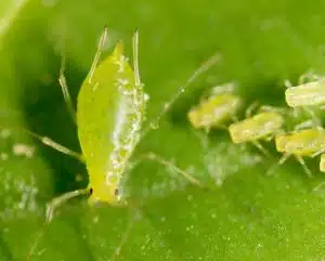 Aphids
