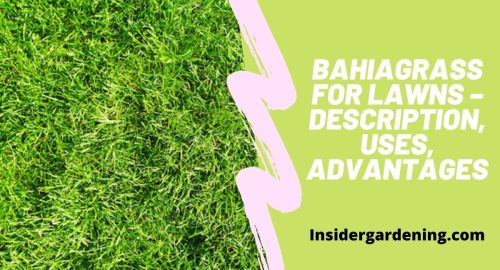 Bahiagrass for Lawns – Description, Uses, Advantages