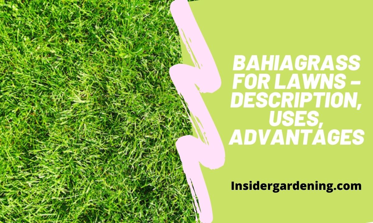 Bahiagrass for Lawns – Description, Uses, Advantages