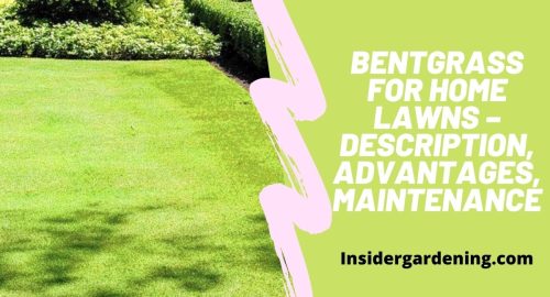Bentgrass for Home Lawns – Description, Advantages, Maintenance