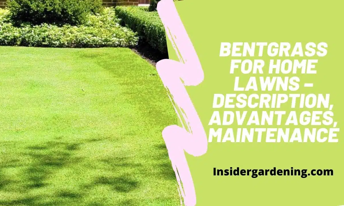 Bentgrass for Home Lawns – Description, Advantages, Maintenance