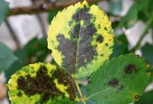 Black Spot on Roses