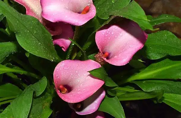 Calla Lily Flower