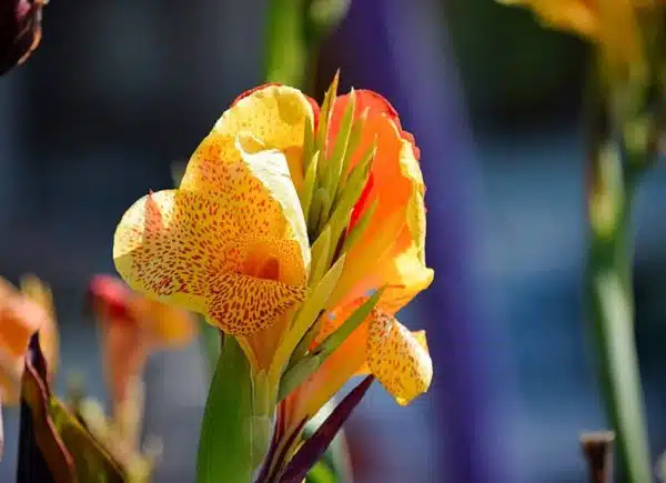 Canna Lily Flower