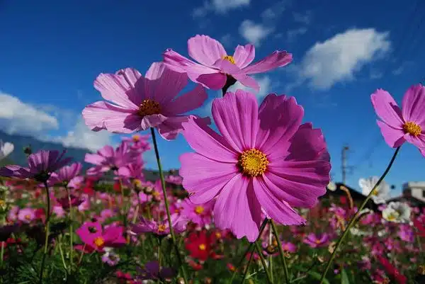 Cosmos Flower