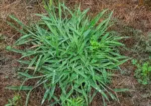 Crabgrass
