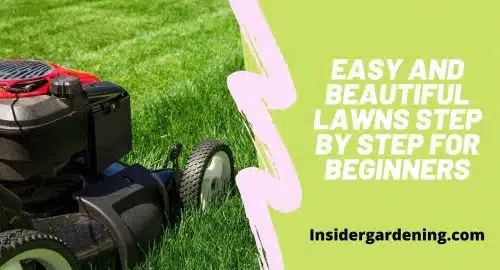 Easy and Beautiful Lawns Step by Step for Beginners