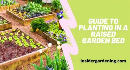 Guide to Planting in a Raised Garden Bed