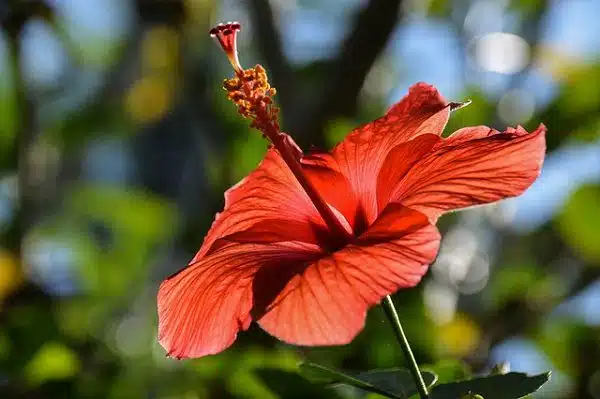 Hibiscus Flower