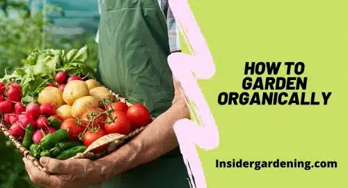 How to Garden Organically