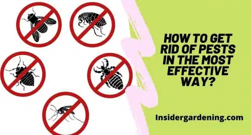 How to Get Rid of Pests in the Most Effective Way