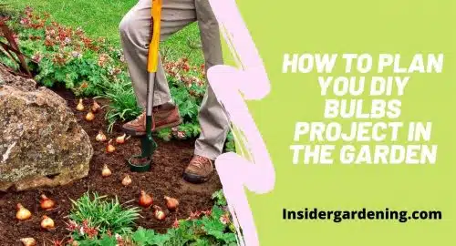 How to Plan you DIY Bulbs Project in the Garden