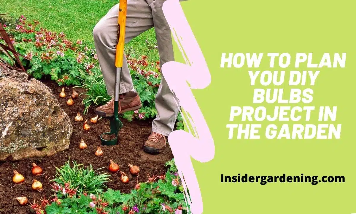 How to Plan you DIY Bulbs Project in the Garden