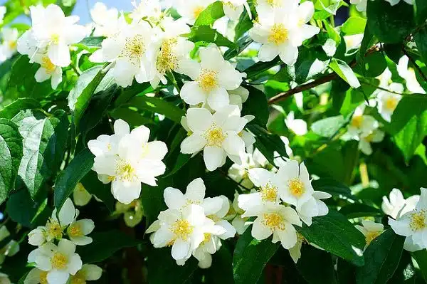 Jasmine Flower