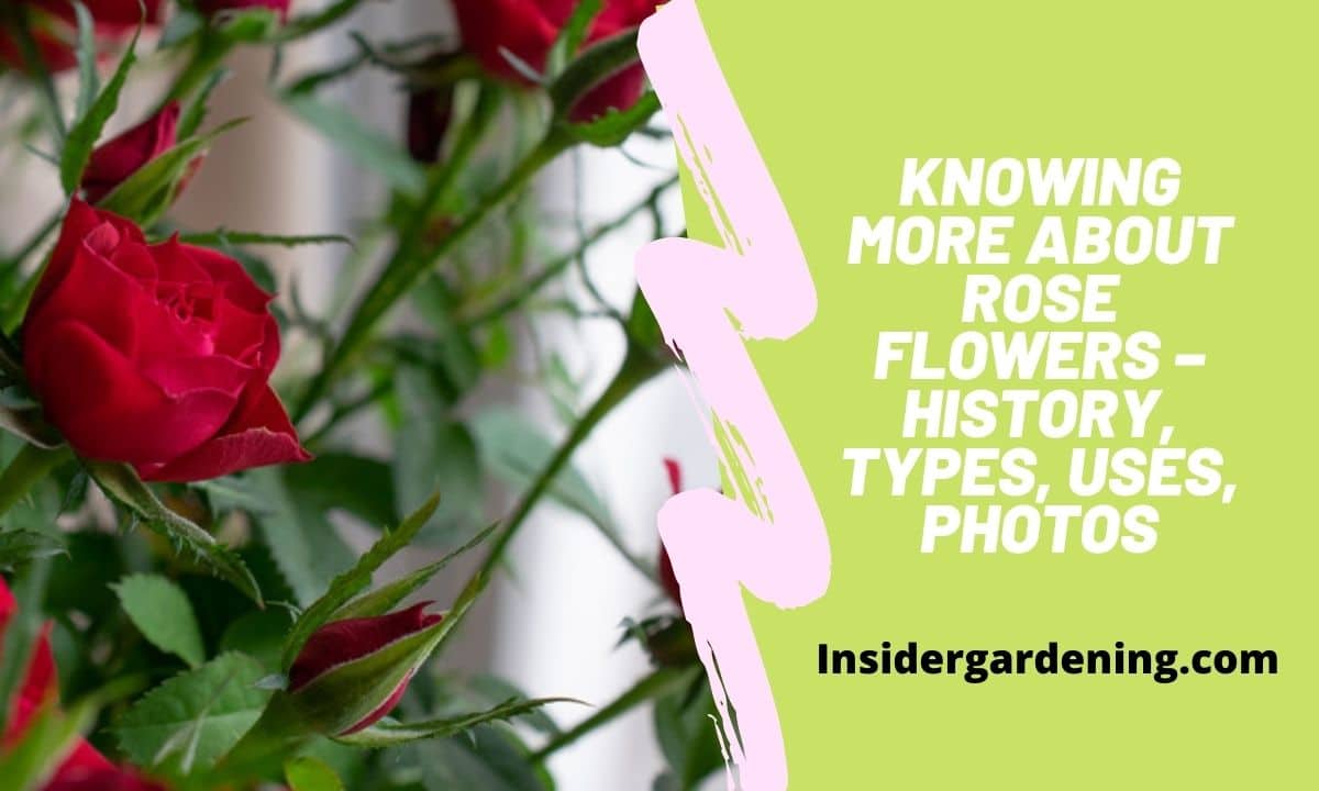 Knowing More About Rose Flowers – History, Types, Uses, Photos