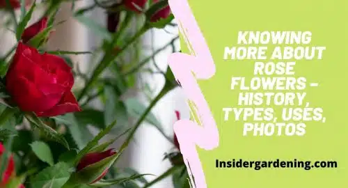 Knowing More About Rose Flowers – History, Types, Uses, Photos