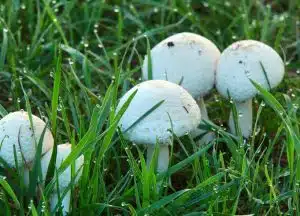 Lawn Mushrooms