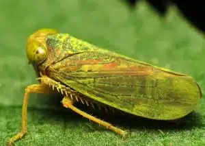 Leafhoppers