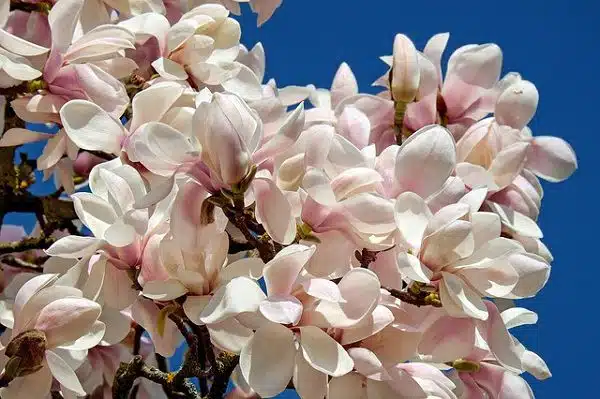 Magnolia Flower