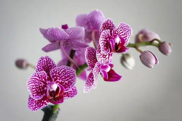 Orchid Flower