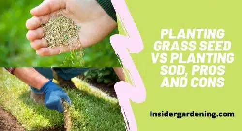 Planting Grass Seed vs Planting Sod, Pros and Cons